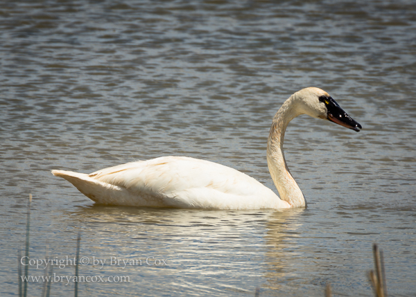 Image of Trumpeter Swan