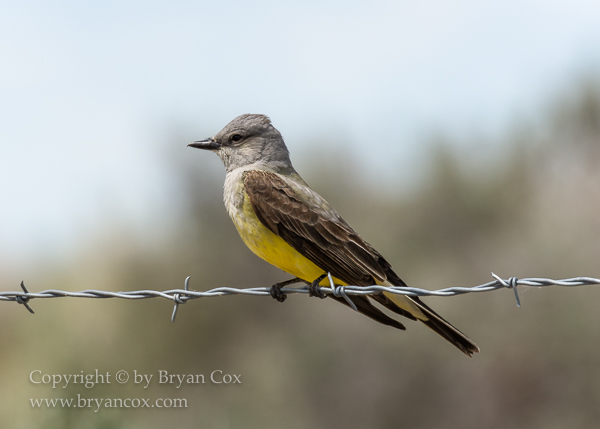 Image of Kingbirds & Phoebes