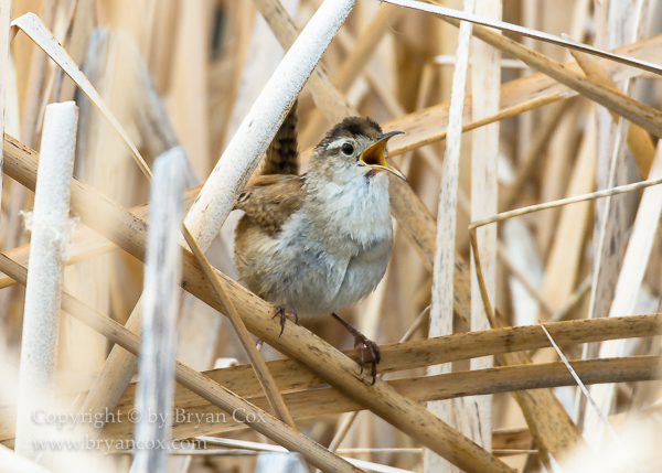 Image of Marsh Wren