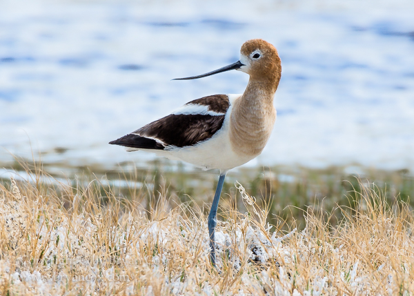 Image of American Avocet