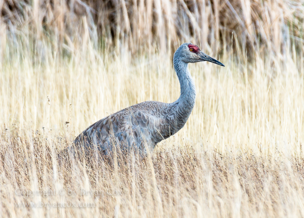 Image of Sandhill Crane