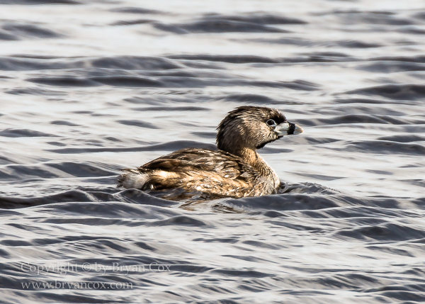 Image of Grebes