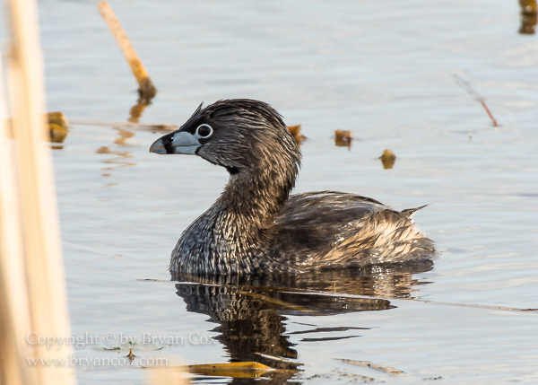 Image of Pied-billed Grebe