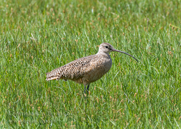 Image of Long-billed Curlew