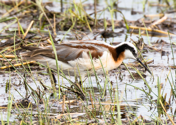 Image of Wilson's Phalarope