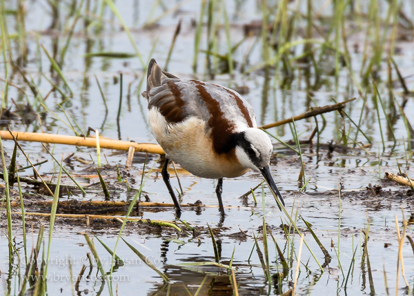 Image of Wilson's Phalarope