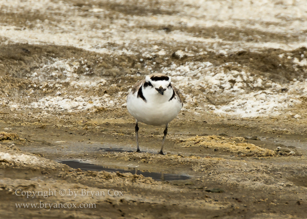 Image of Snowy Plover