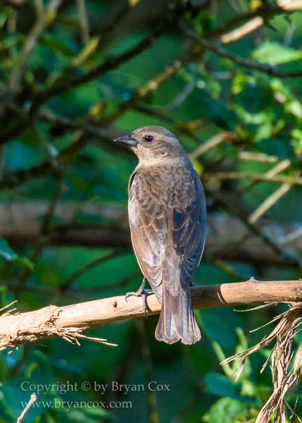 Image of Brown-headed Cowbird