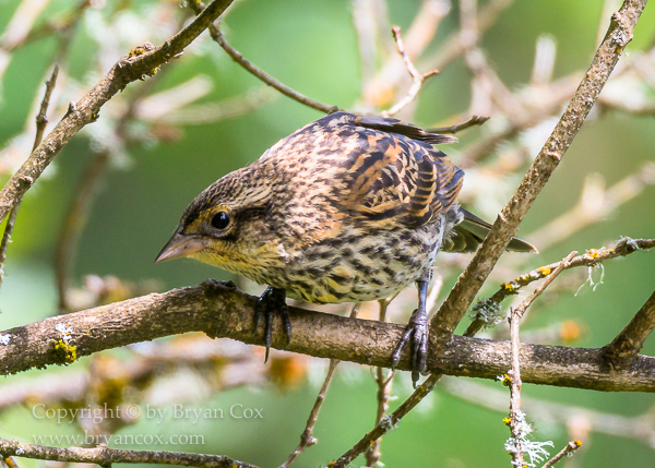 Image of Red-winged Blackbird