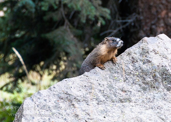 Image of Yellow-bellied Marmot (Marmota flaviventris)