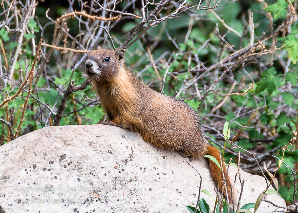 Image of Yellow-bellied Marmot (Marmota flaviventris)