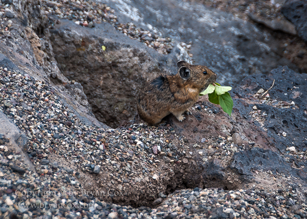 Image of Pika