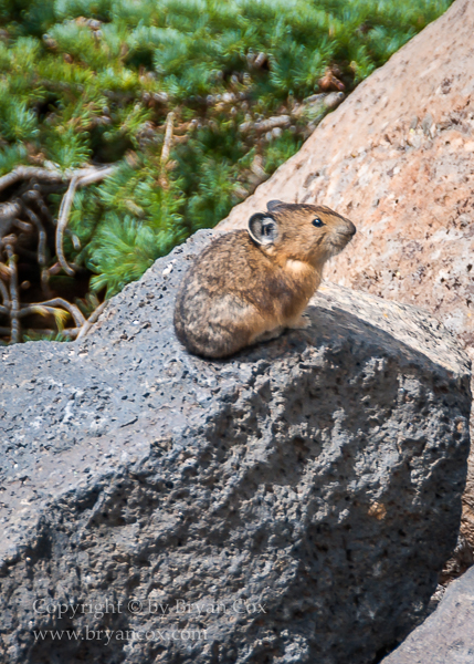 Image of Pika