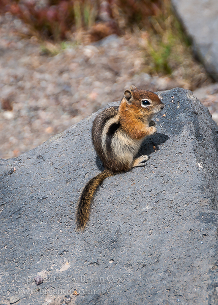 Image of Golden-mantled Ground Squirrel