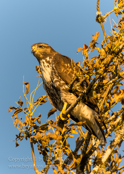 Image of Red-tailed Hawk