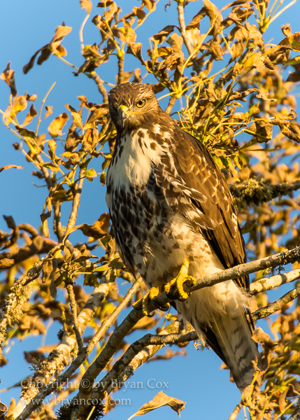 Image of Red-tailed Hawk