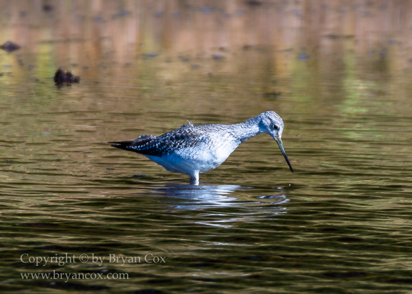 Image of Greater Yellowlegs