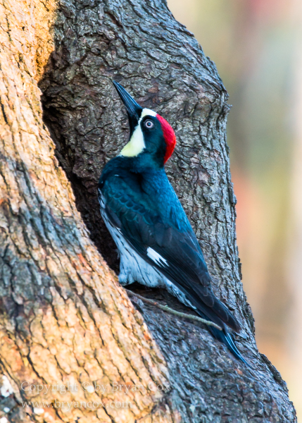 Image of Acorn Woodpecker