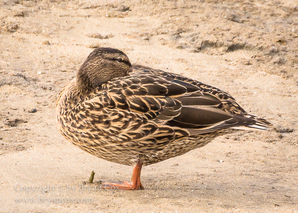 Image of Mallard