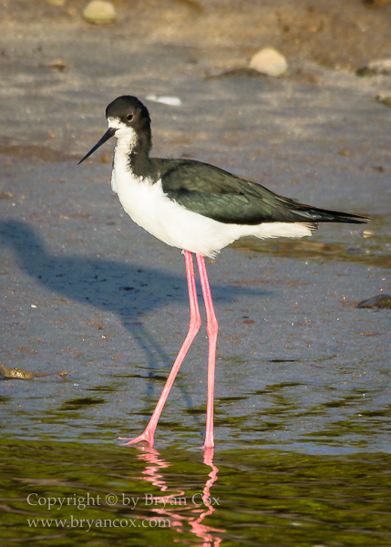 Image of Hawiian Stilt