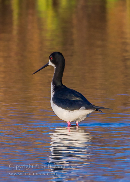 Image of Hawiian Stilt