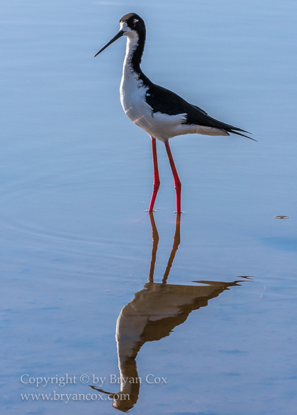 Image of Hawiian Stilt