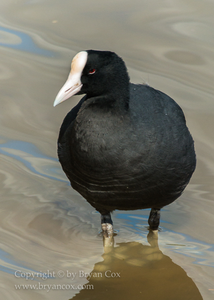 Image of Hawaiian Coot