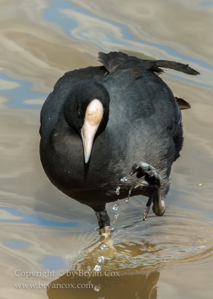 Image of Hawaiian Coot