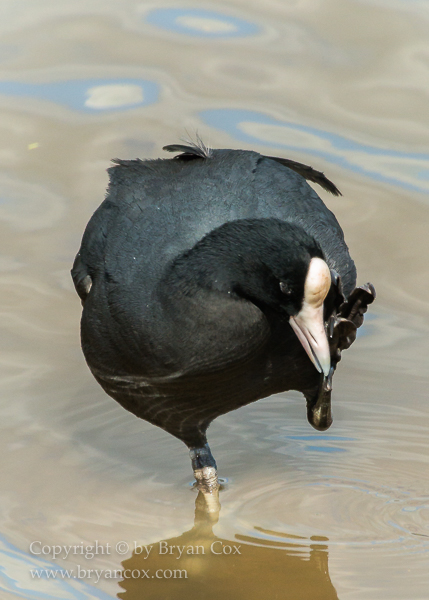 Image of Hawaiian Coot