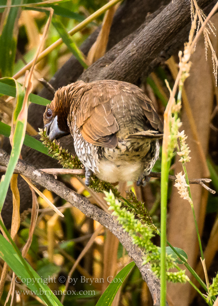 Image of Scaly-breasted Munia