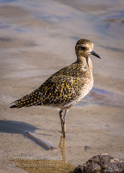 Image of Pacific Golden Plover