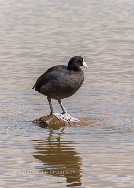 Image of Hawaiian Coot