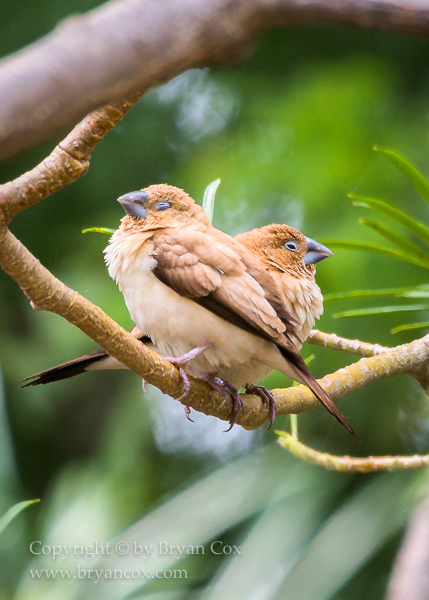 Image of African silverbill