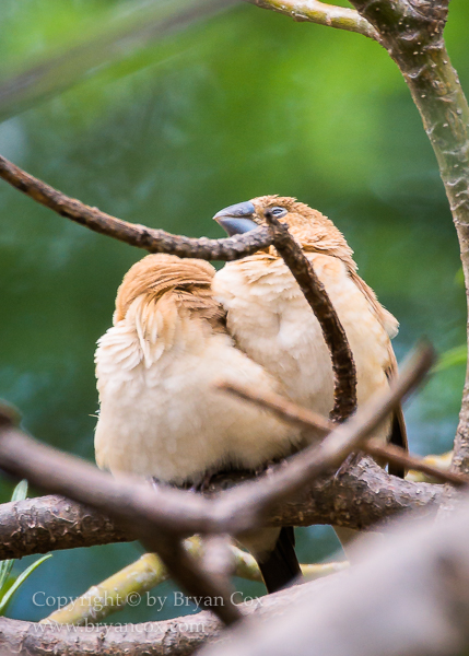 Image of African silverbill