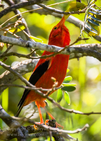 Image of Honeycreepers