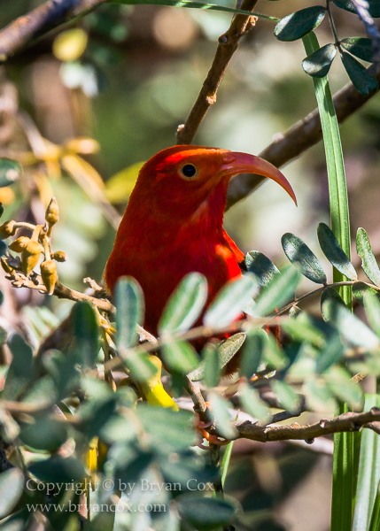 Image of 'I'iwi