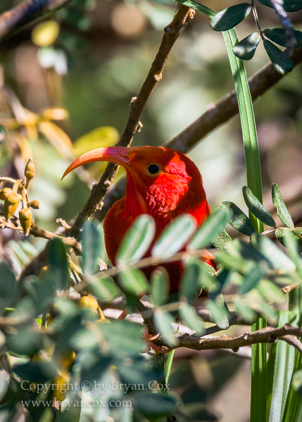 Image of 'I'iwi